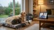 Veterinary Telehealth Cited as Hurricane-Season Continuity Tool for FL, NY, VA Pet Owners