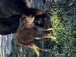 Continental Divide Park and Indiana Dinosaur Museum Celebrate the Birth of Two Bison