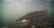 In the Murky Waters of the Yangtze, Scientists Use an Underwater Drone to Find Hope for a 100-Million-Year-Old Species 