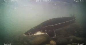 Long before dinosaurs disappeared and long before humans walked the Earth, Chinese sturgeon were already navigating the rivers of Asia Chinese sturgeon filmed underwater by CHASING X underwater drone in low-visibility conditions on the Yangtze River