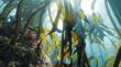 World Ocean Day - What the ocean can teach agriculture about giving back