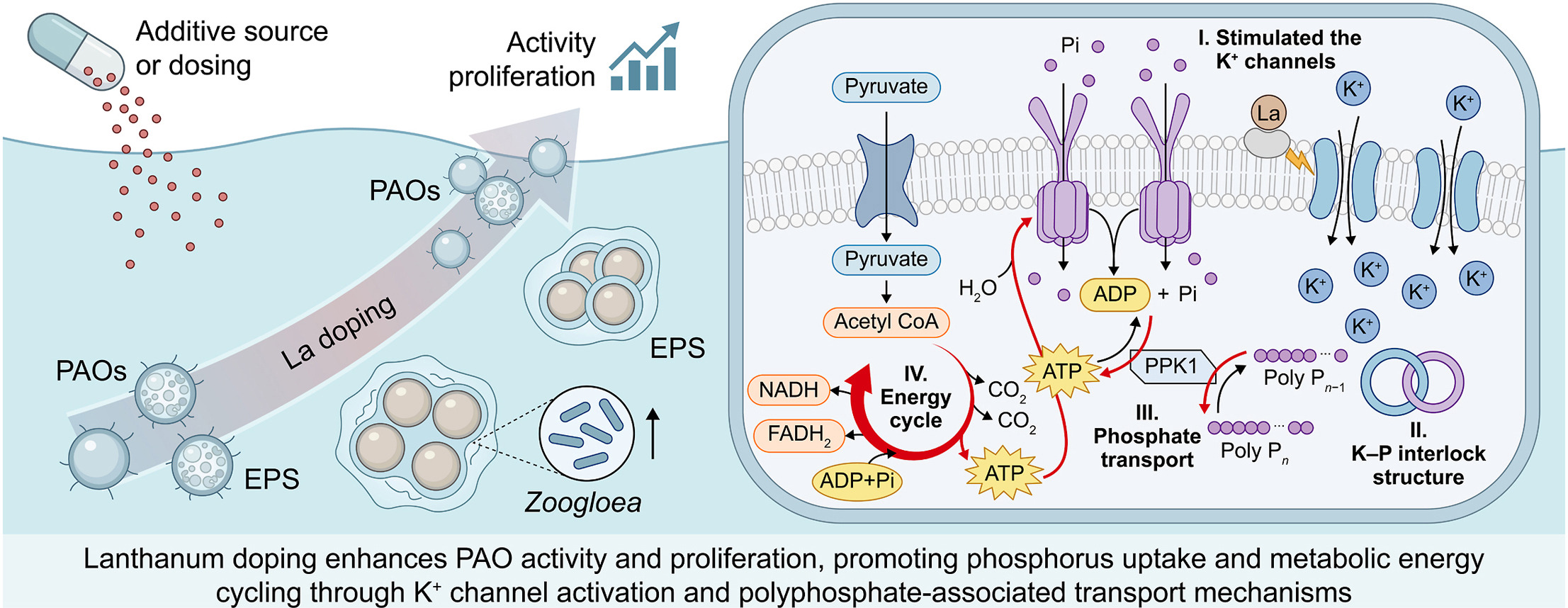 Trace lanthanum unlocks cleaner phosphorus removal