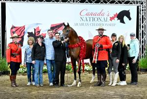 The Arabian Horse Association (AHA) The Arabian Horse Association (AHA) is proud to formally recognize and support the 2026 Canada’s National Arabian Championship, taking place August 6–15, 2026, at the Keystone Centre in Brandon, Manitoba canda 1