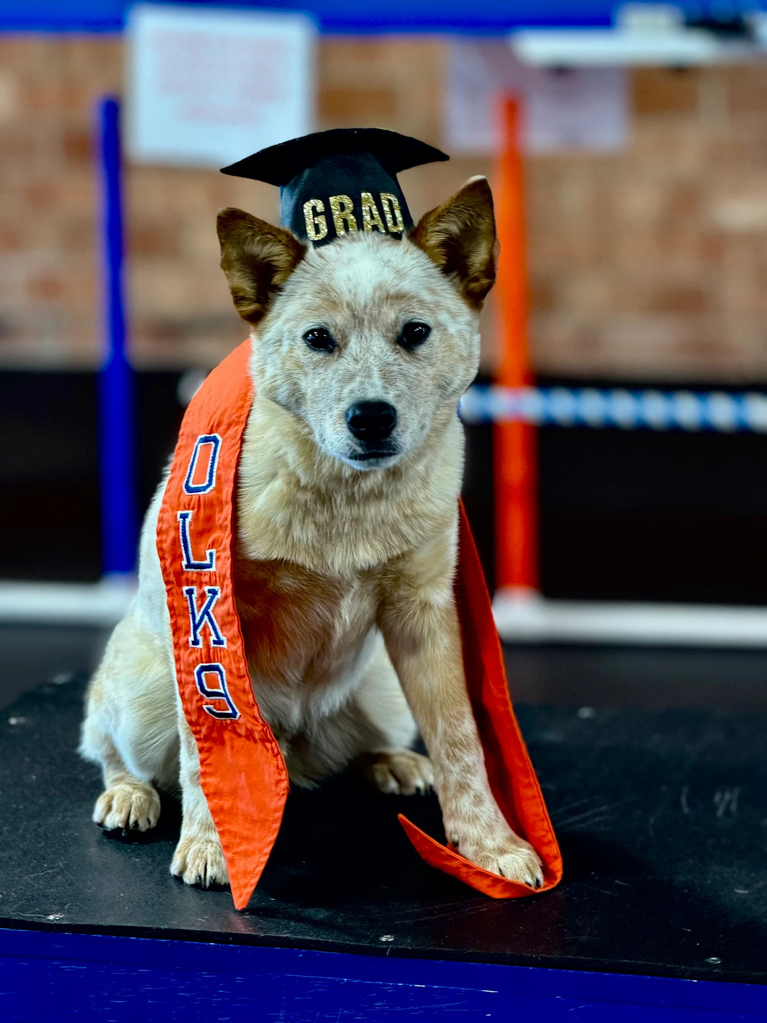 Winston-Salem Dog Training Company Helps Owners Build Better Obedience in Everyday Settings