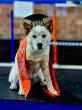 Winston-Salem Dog Training Company Helps Owners Build Better Obedience in Everyday Settings
