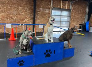 Winston Salem Dog Training Photo