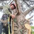 Plyler's Tree Service Urges Arkadelphia and Hot Springs Homeowners to Address Hazard Trees Before Storms Hit
