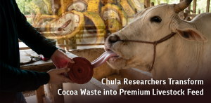 A researcher from Chulalongkorn University has developed an innovative “cocoa-based mineral supplement” that transforms low-grade cocoa and discarded cocoa husks into value-added livestock feed, helping farmers reduce costs, improve cattle health, and lower greenhouse gas emissions under a circular economy model Chula_Cow