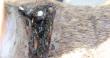 Dangerous New World Screwworm Spreading Across County And State Borders While International Borders Close