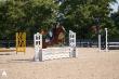 Elite Arabian and Half-Arabian Athletes Prepare for the 2026 Sport Horse National Championship Show in Wilmington, Ohio