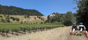 vineyard