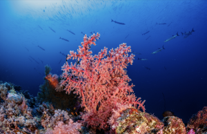 Marine biodiversity