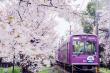 Diper Tour vs Traditional Tours: Osaka-Based Japan Vacation Packages Compared