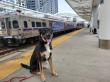 Off Leash K9 Training Colorado Highlights Recall and Leash Manners for Denver Dog Owners Navigating Local Leash Rules