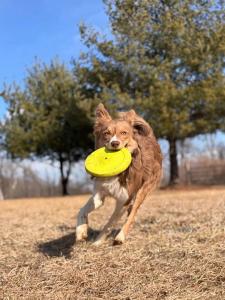 Lehigh Valley Dog Training Photo