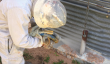 ArmorThane urges pre-harvest bin lining to help curb grain-storage corrosion