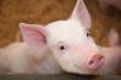 Kansas Farmers Praise Senator Marshall for Standing with Producers and Rejecting China-Backed Pork Policy