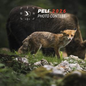 A red fox stands alert in the foreground of a woodland scene while a large brown bear appears softly blurred in the background. The image showcases a striking wildlife moment captured in nature, highlighting the skill and timing of outdoor photography. Th