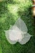 Gachwala Introduces Skeleton Leaves for Art, Craft, and Decorative Applications