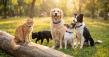 GEGO Launches Advanced GPS Pet Tracker as Demand for Real-Time Pet Safety Technology Accelerates