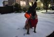 VetStem Cell Therapy Improves Quality of Life in Belgian Malinois with Hip Arthritis