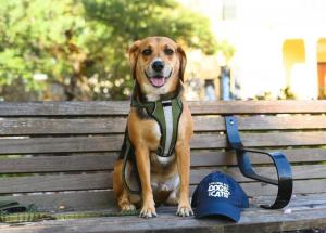 Calling All Dogs & Cats 2