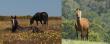 The International Equine Community Responds To Aerial Brumby Shooting