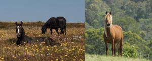 The Brumby has long colored landscapes of Australia and imaginations of people around the world