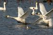 The Appeal of Niigata, a Globally Recognized Wetland City