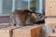 CrittereX Highlights the Importance of Rodent Control in Hudson Valley Amid Hantavirus Health Concerns 