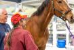 Connected Horse Announces 4th Annual Lassos with Love Fundraiser to Support Families Impacted by Dementia