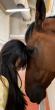 Female Participation in UAE Racehorse Ownership Continues to Grow as Syndication Broadens Access