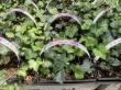 Statewide Survey Finds Invasive Plants Still Sold Widely in Virginia Retail Garden Centers