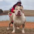 ManMade Kennels Founder Applies Cattle Breeding Principles to American Bully Genetics