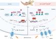 Epigenetic 'Mechanostat' Protects Tooth Progenitor Cells from Mechanical Stress