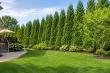 New Website Helps Homeowners Find the Right Trees and Plants Without the Overwhelm
