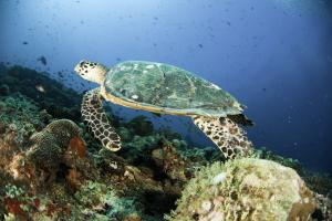 CIRM - Turtle