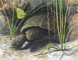 Wayne Chunat Announces New Collection of Wildlife Landscape Paintings!
