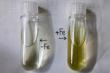 Tiny, abundant ocean alga shows how life thrives where sunlight and iron are scarce