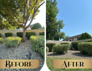 Before and after view of professional tree pruning and brush clearance for insurance compliance.