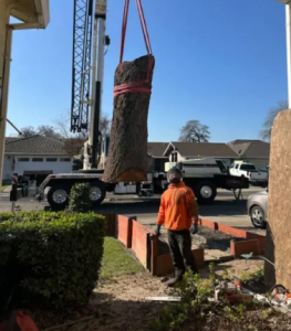 Professional technical tree removal service performed by an ISA Certified Arborist to ensure property safety.