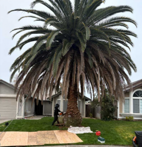 Professional palm tree pruning and maintenance services in Sacramento.