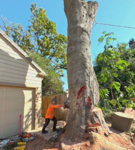 ISA Certified Arborist performing expert tree removal services for Sacramento homeowners.