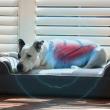 Dog Cloud Surpasses 40 Million Minutes of Use as Demand Grows for At-Home Care for America’s Ageing Dogs