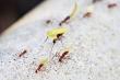 Optimum Pest Control Helps NYC Property Owners Address Ant Infestations with Professional Ant Control Solutions