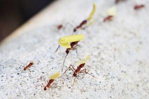 Ant infestations are one of the most common pest issues faced by landlords, property managers, business owners, and homeowners throughout the city ant control NYC