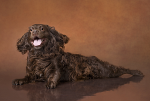 Fine art portrait of a Boykin Spaniel, South Carolina's state dog, lying on a reflective studio floor against a warm brown backdrop, looking toward the camera with a happy expression.