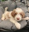 How Windsong Doodles Raises Puppies in a Family Environment
