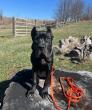 Off Leash K9 Training Pittsburgh Highlights 10-Day On-Leash Board-and-Train Option