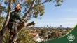 Adelaide Tree Removals Highlights Practical Tree Management and Safety Services Across Adelaide